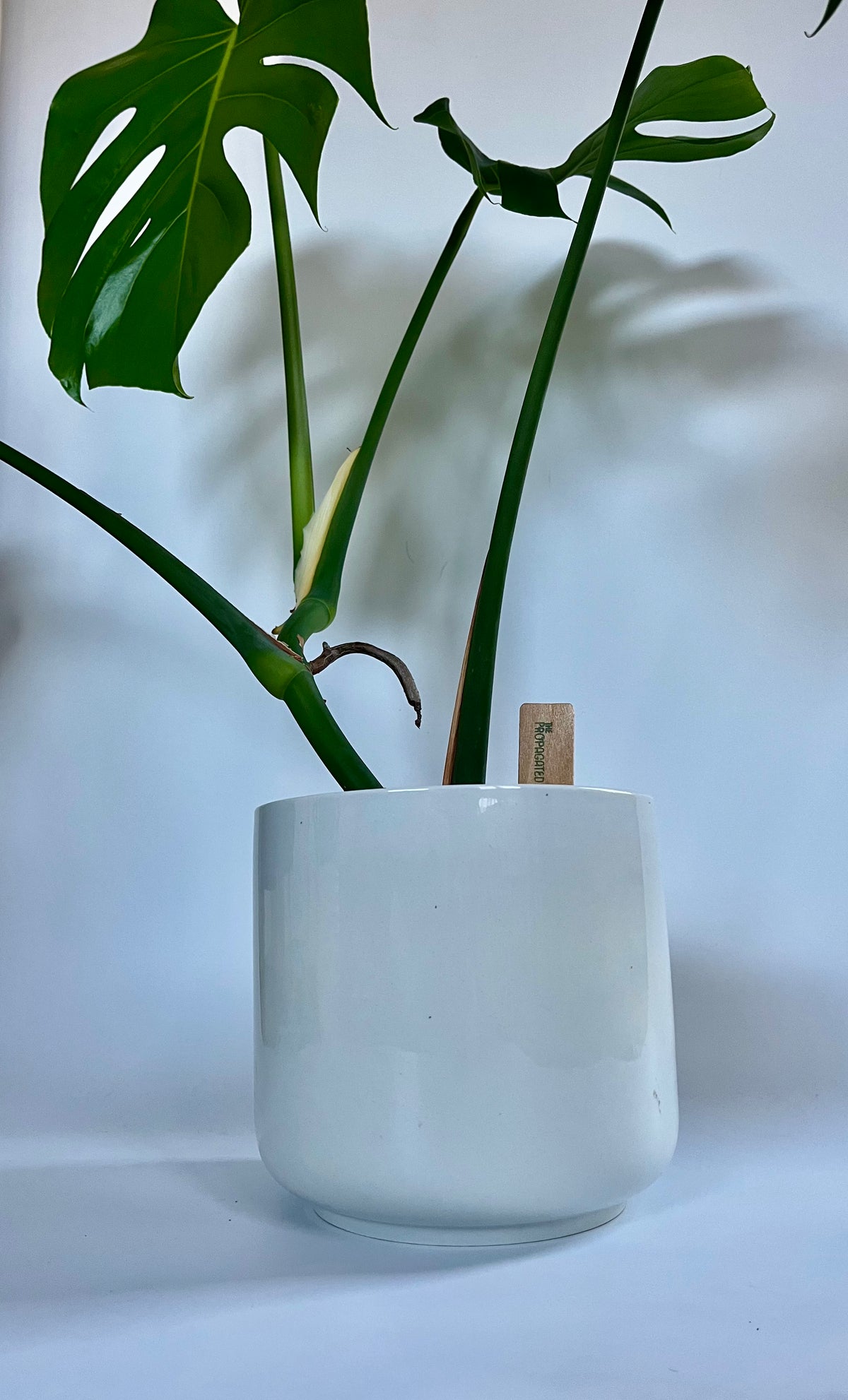 monstera deliciosa blüte Monstera Deliciosa in a ceramic white pot with multi-colored stones – The Propagated Pot