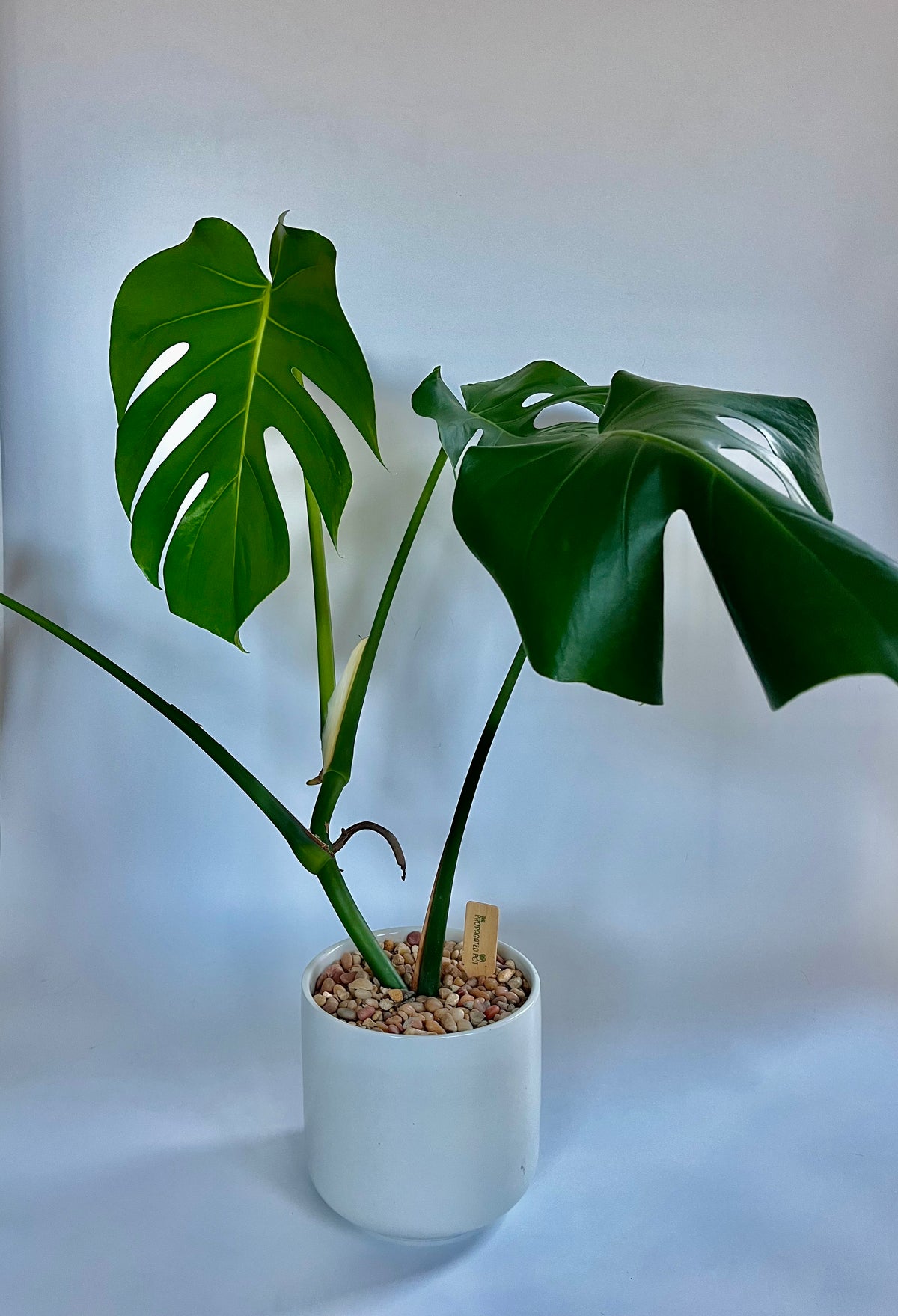 monstera plant in white pot Monstera Deliciosa in a ceramic white pot with multi-colored stones – The Propagated Pot