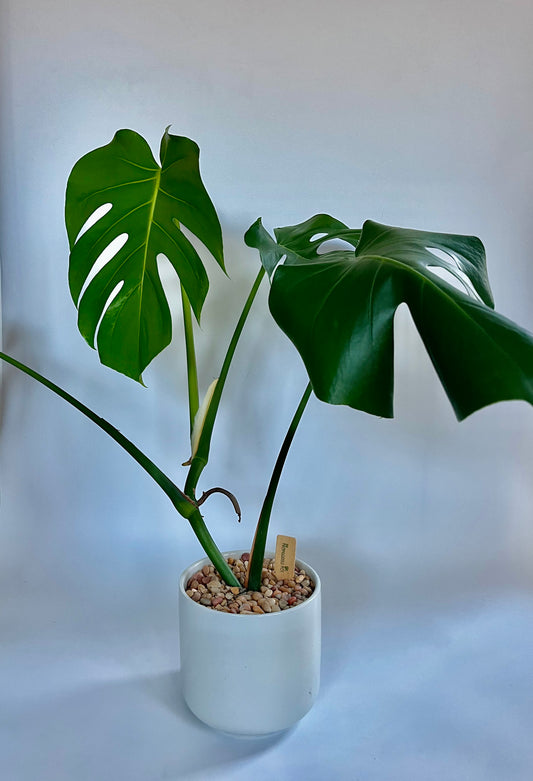 Monstera Deliciosa in a ceramic white pot with multi-colored stones