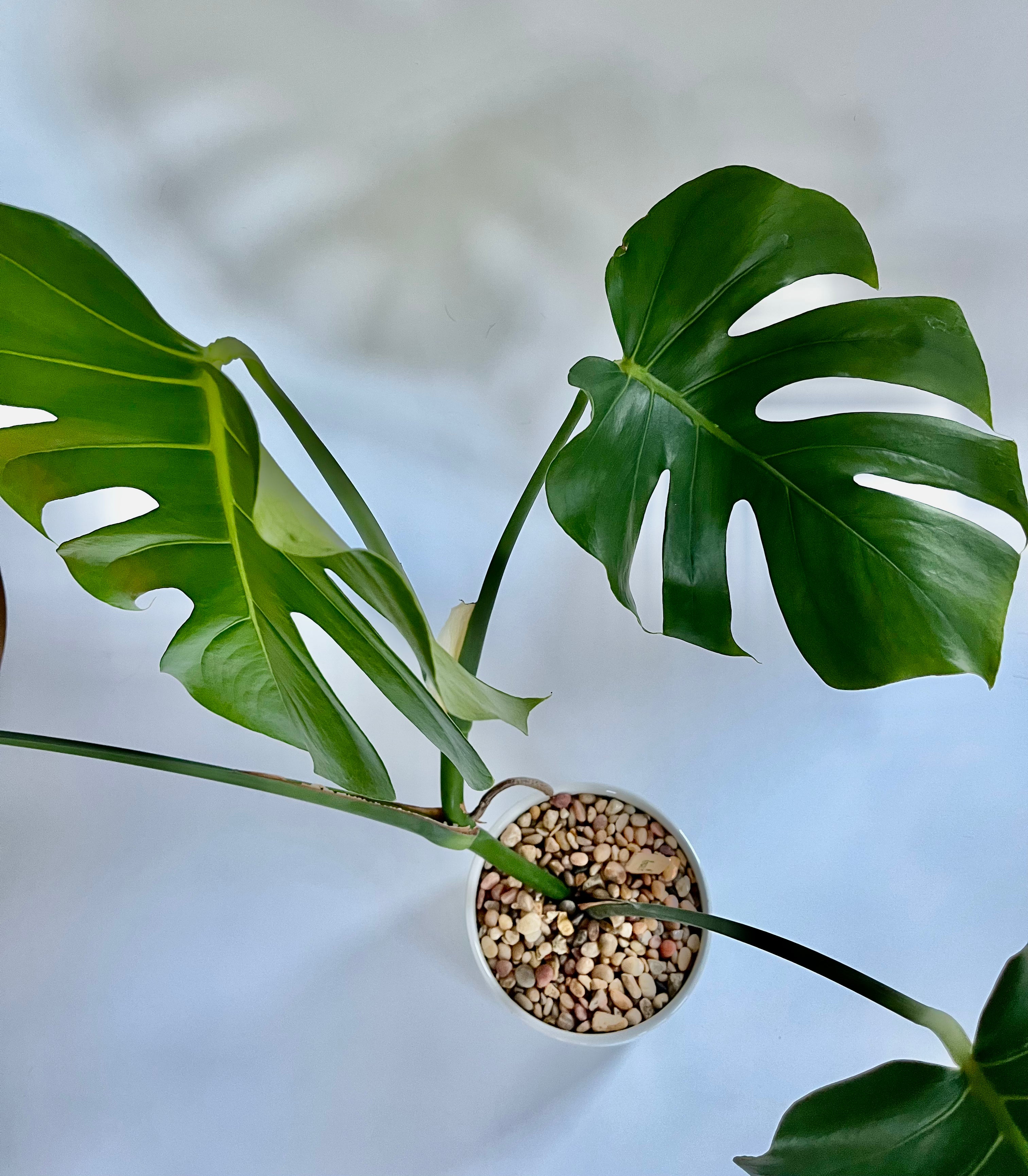 Monstera Deliciosa - Thumbnail 3