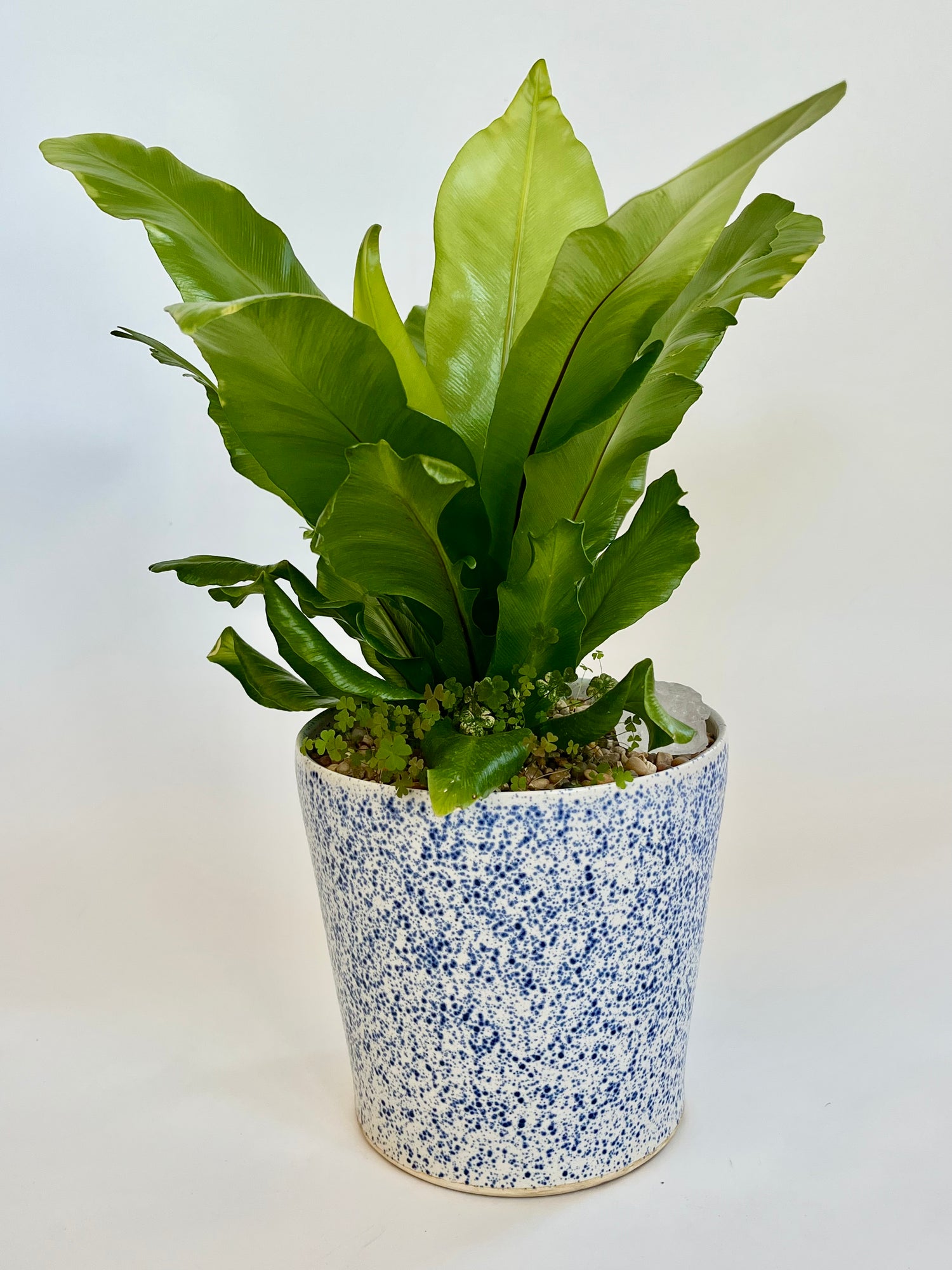 Pet-Friendly Plants