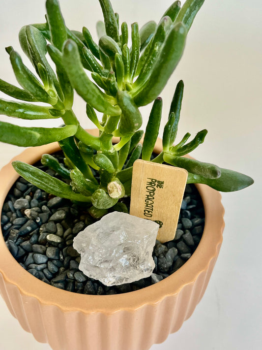 Coral Jade Plant in Ceramic Latte Planter with grey stones and clear quartz