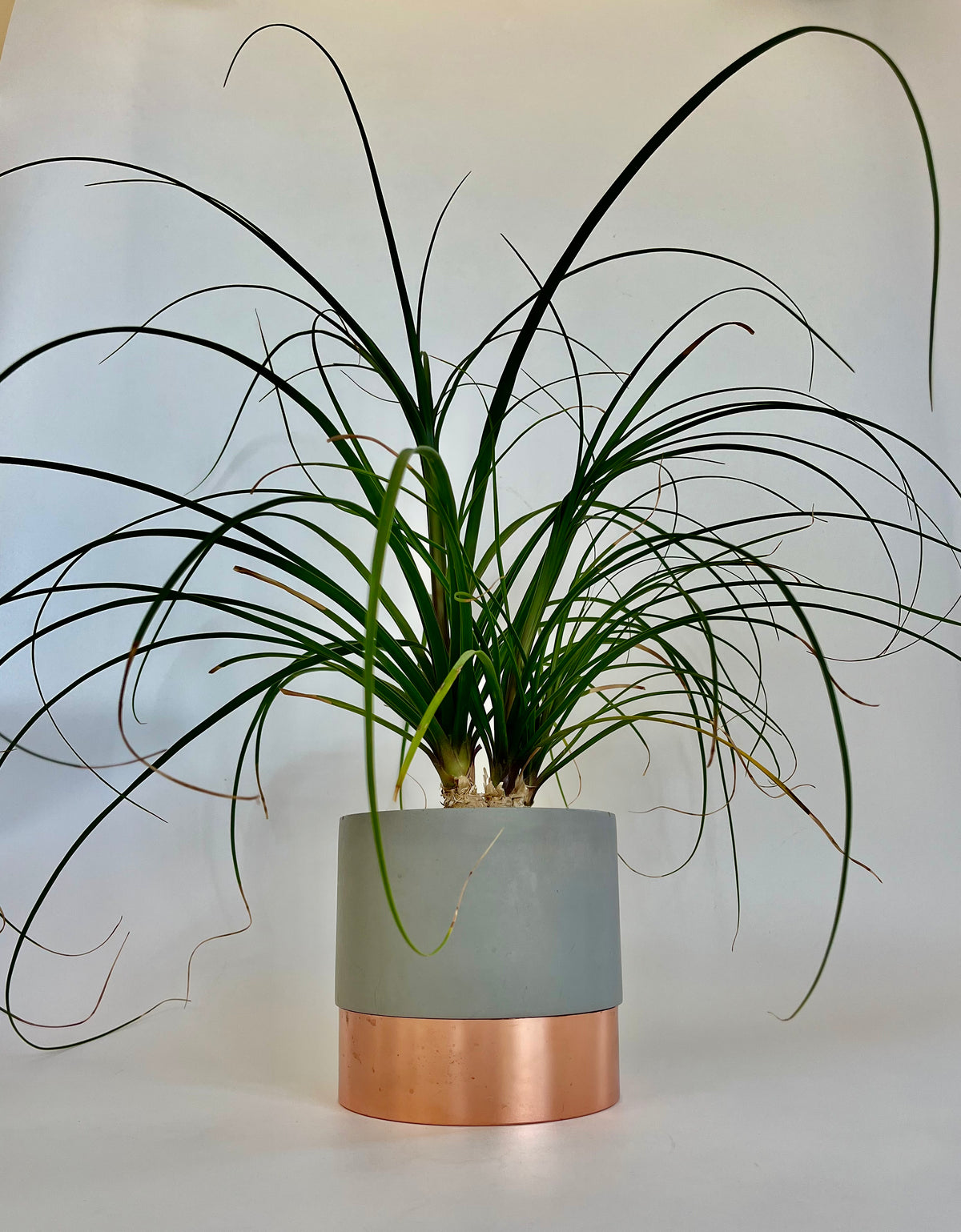 rose gold potted plant Ponytail Palm (Beaucarnea recurvata) in a Ceramic and Rose Gold Plante – The Propagated Pot