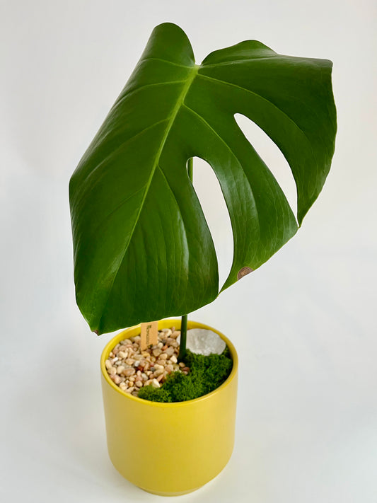 Monstera Deliciosa in a ceramic terrazzo planter with moss, clear quartz, and multicolored stones