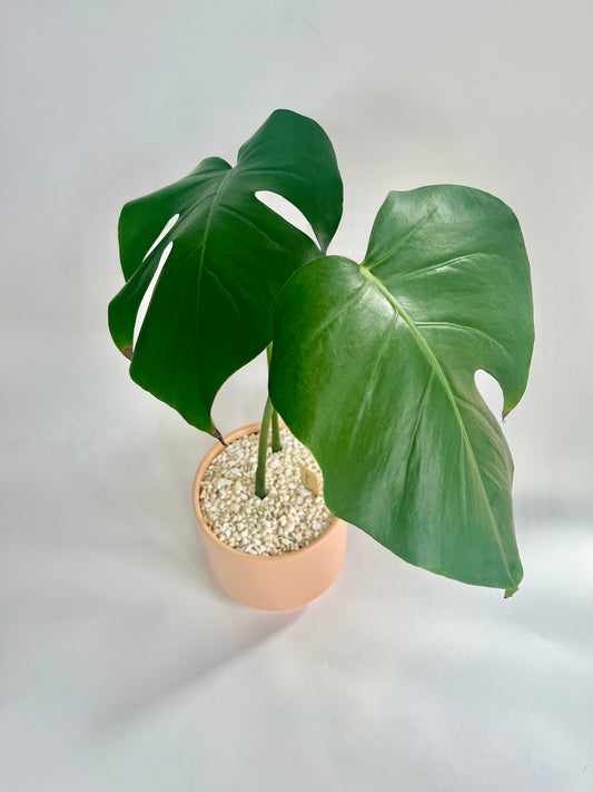 Monstera Deliciosa in a ceramic speckled salmon planter with white/beige stones