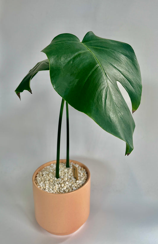 Monstera Deliciosa in a ceramic speckled salmon planter with white/beige stones