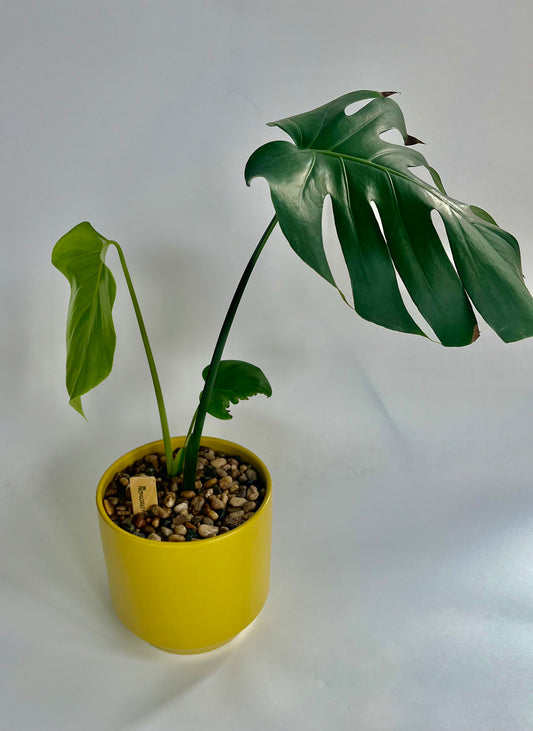 Monstera Deliciosa in a ceramic "palm" planter with multicolored stones