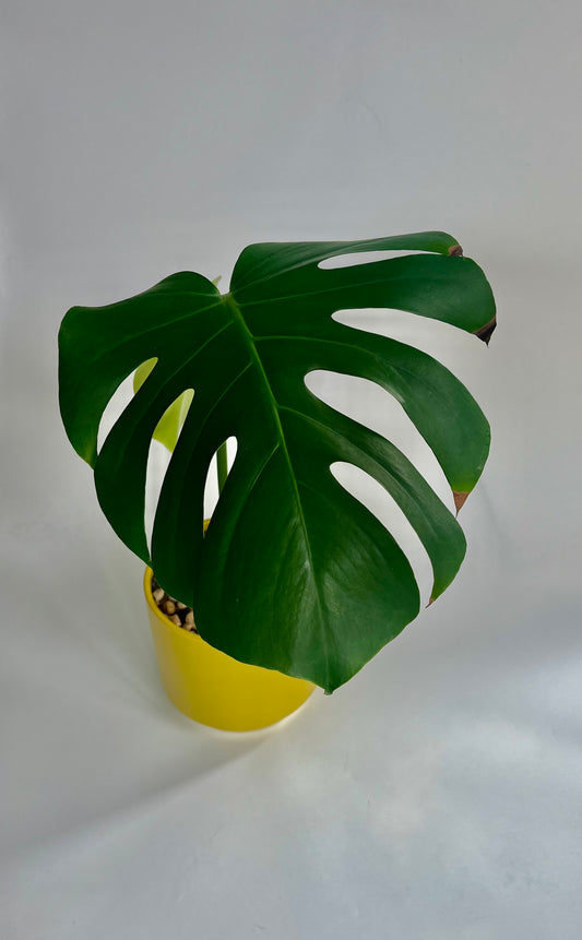 Monstera Deliciosa in a ceramic "palm" planter with multicolored stones