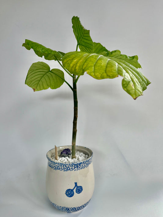 Ficus Umbellata in vintage ceramic goose planter with white stones and Amethysts