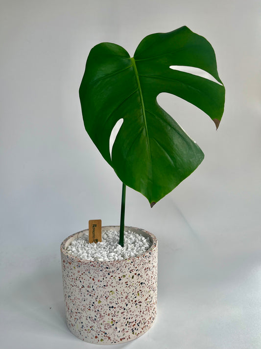Monstera Deliciosa in a ceramic terrazzo planter with white stones