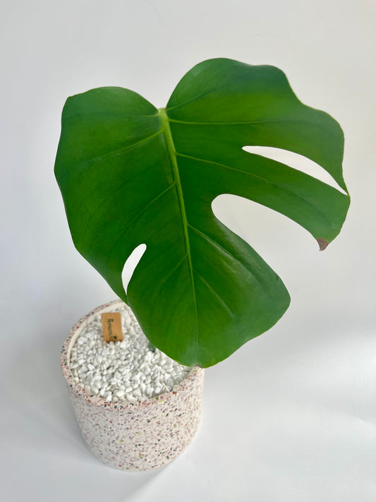 Monstera Deliciosa in a ceramic terrazzo planter with white stones