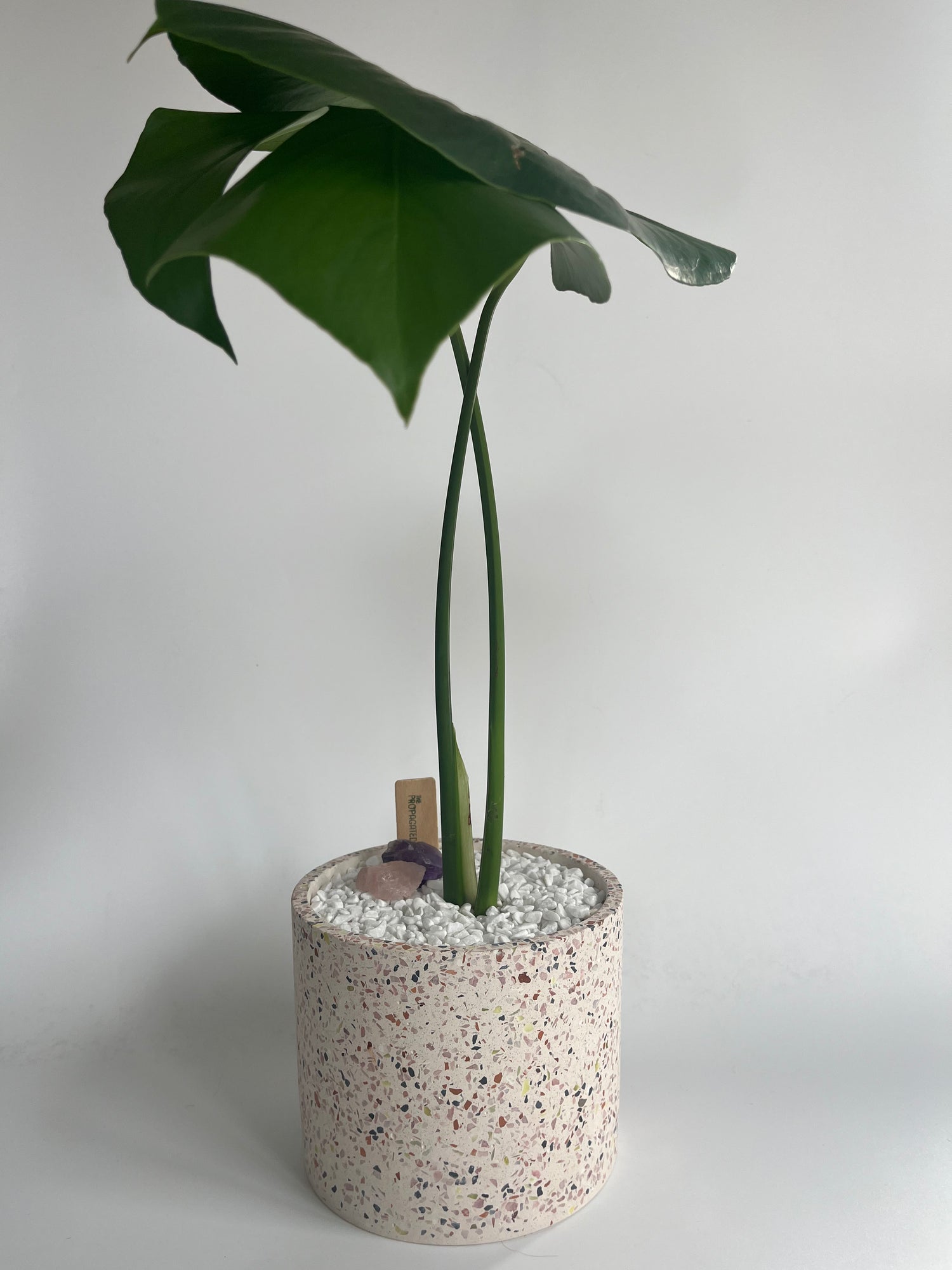 Monstera Plant