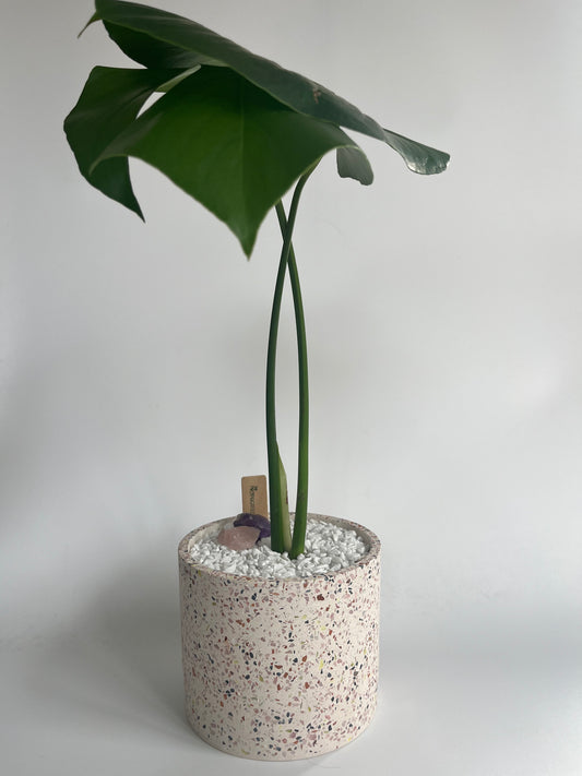 Monstera Deliciosa in a ceramic terrazzo planter with amethyst, rose quartz, white stones