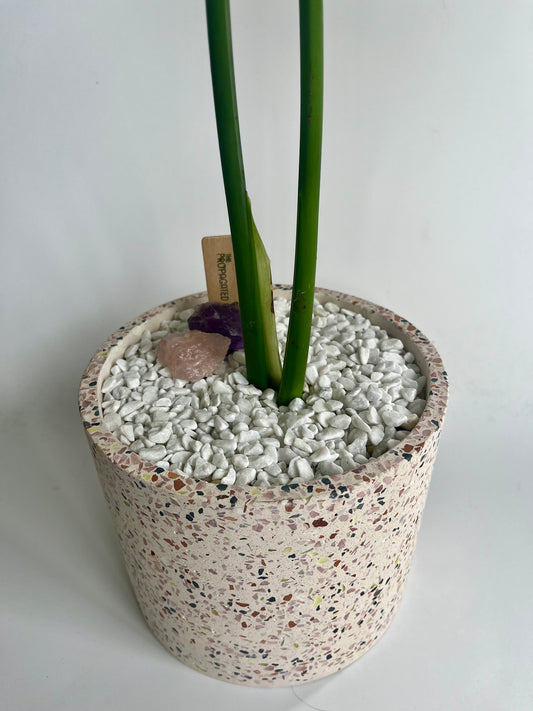 Monstera Deliciosa in a ceramic terrazzo planter with amethyst, rose quartz, white stones