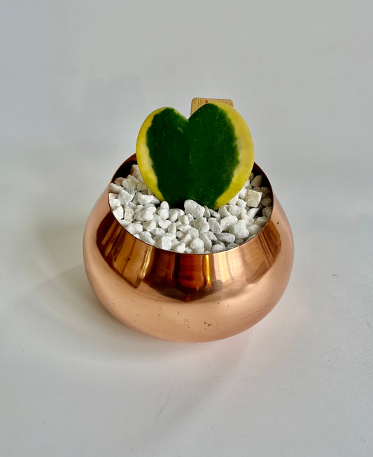 Variegated Hoya Heart (kerrii) in copper planter with white stones