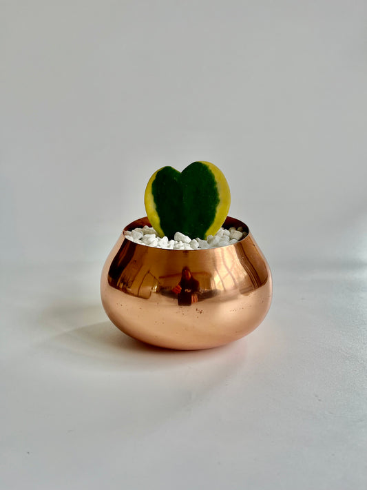 Variegated Hoya Heart (kerrii) in copper planter with white stones