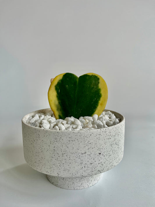 Variegated Hoya Heart (kerrii) in copper planter with white stones