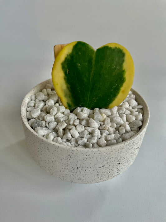Variegated Hoya Heart (kerrii) in copper planter with white stones