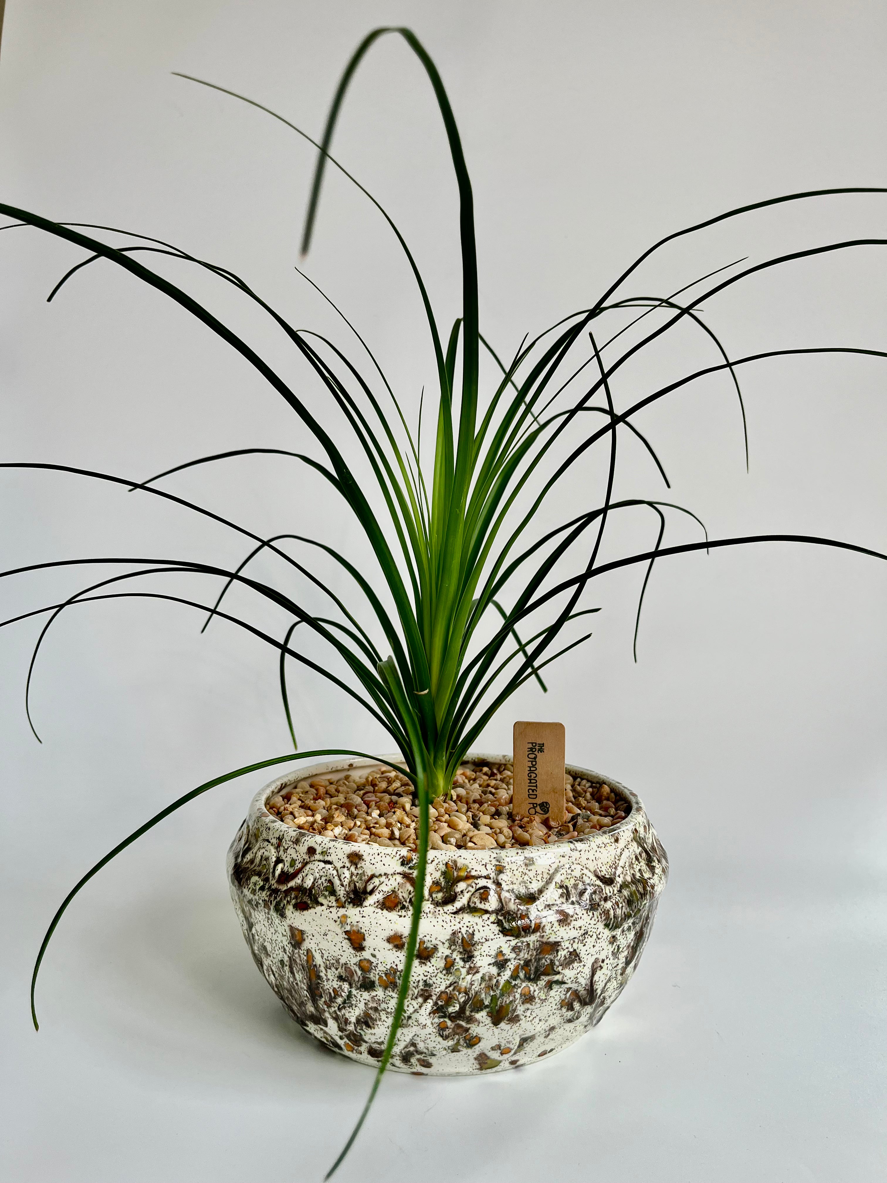 Ponytail Palm (Beaucarnea recurvata) - Thumbnail 3