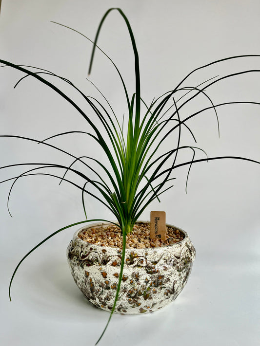 Ponytail Palm (Beaucarnea recurvata) in a Ceramic vintage planter with multicolored stones