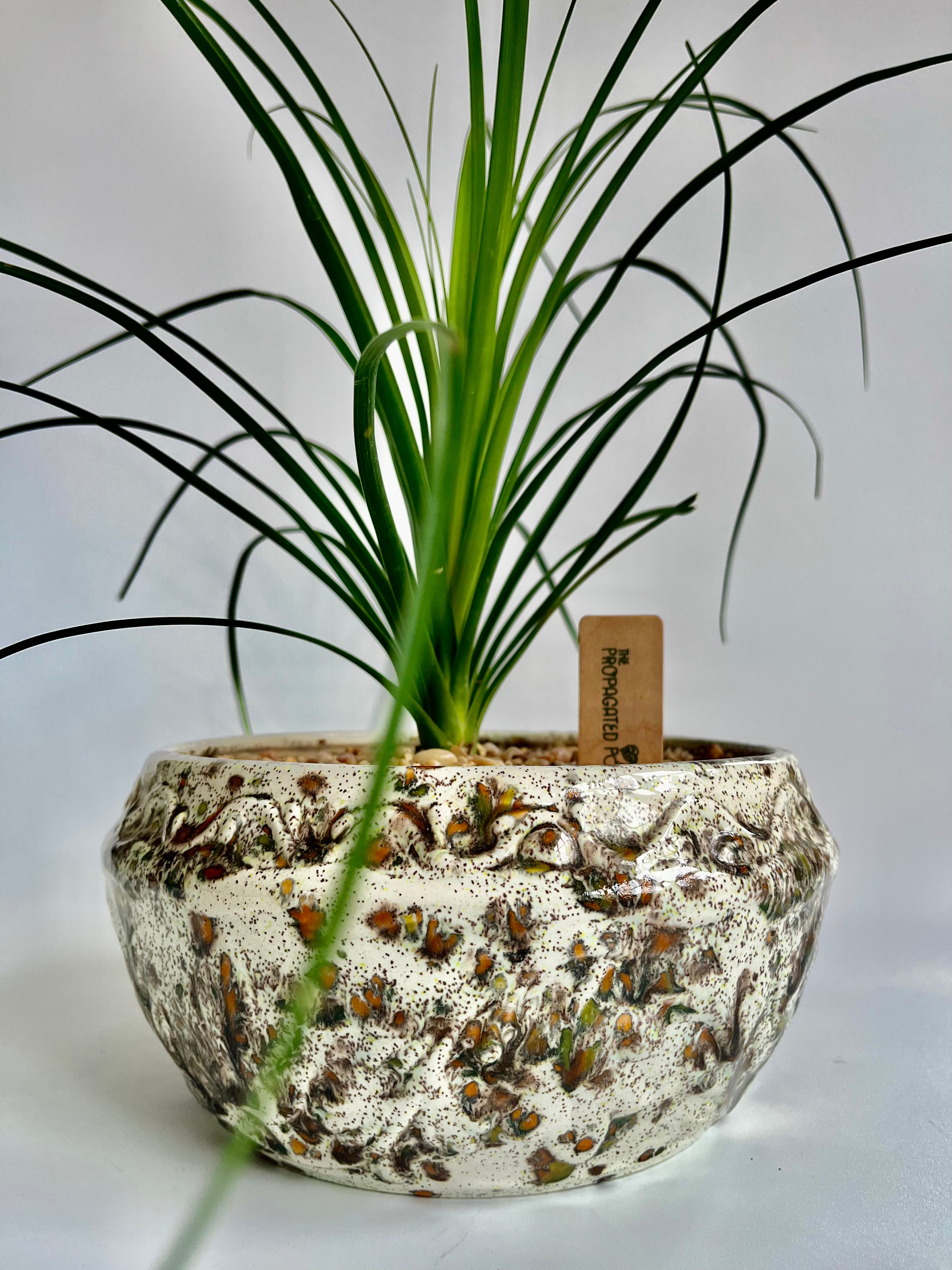 Ponytail Palm (Beaucarnea recurvata) - Thumbnail 2