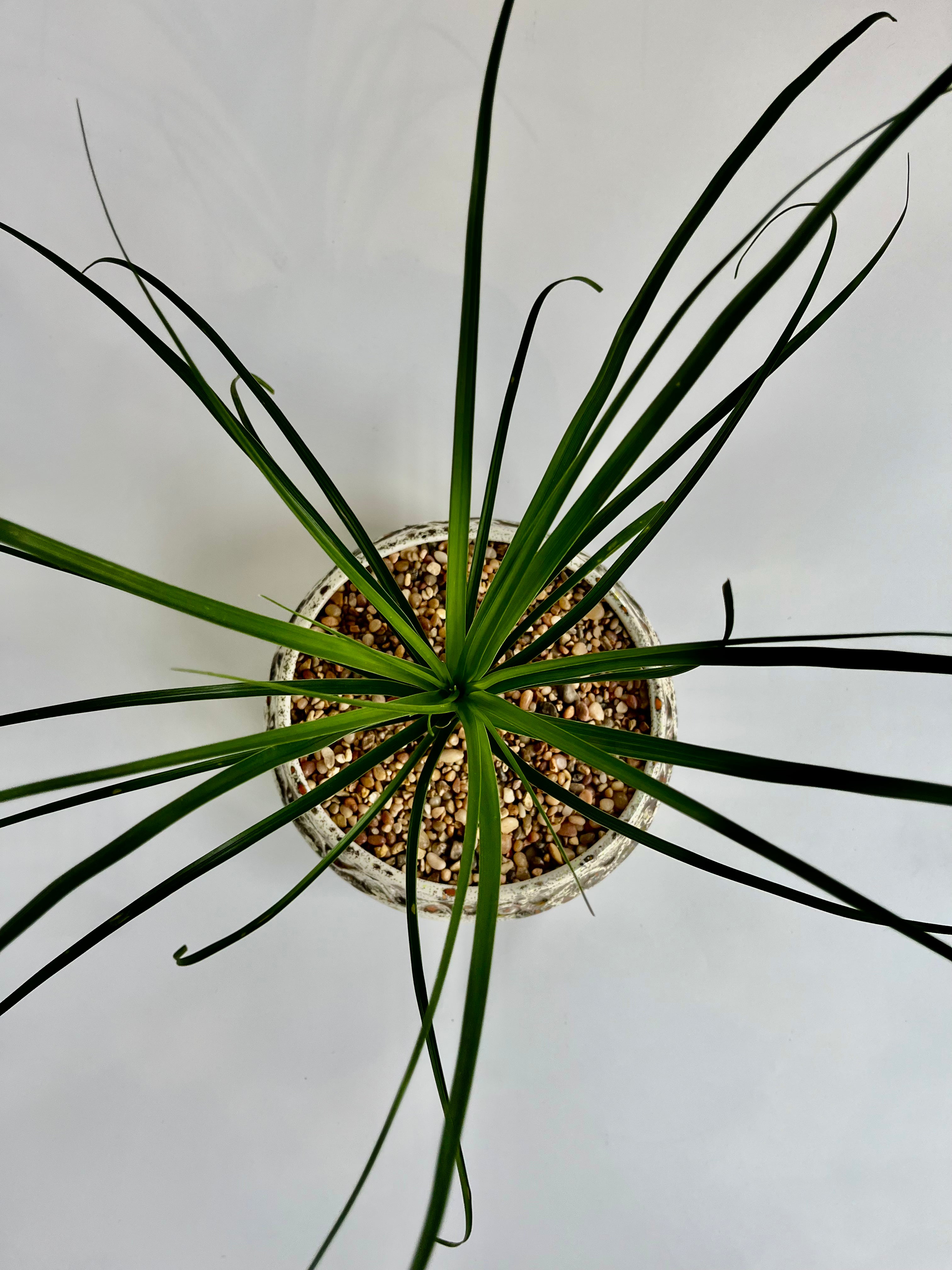 Ponytail Palm (Beaucarnea recurvata) - Thumbnail 4