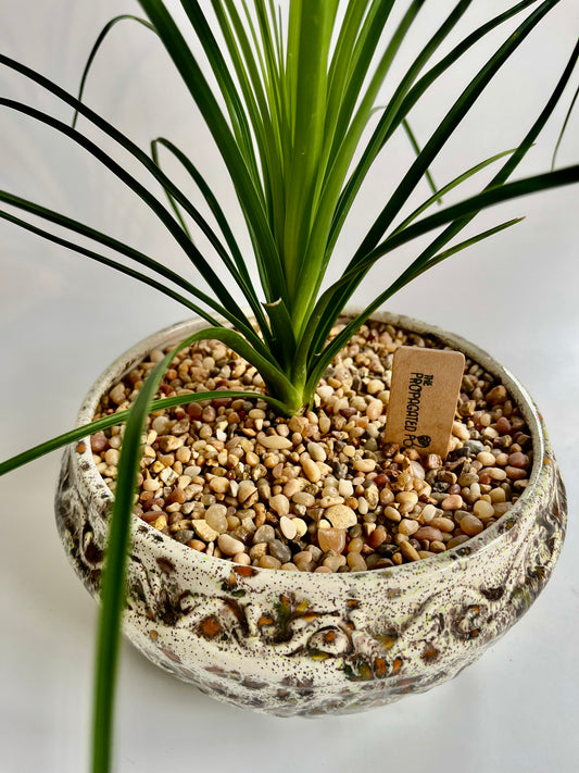 Ponytail Palm (Beaucarnea recurvata) in a Ceramic vintage planter with multicolored stones