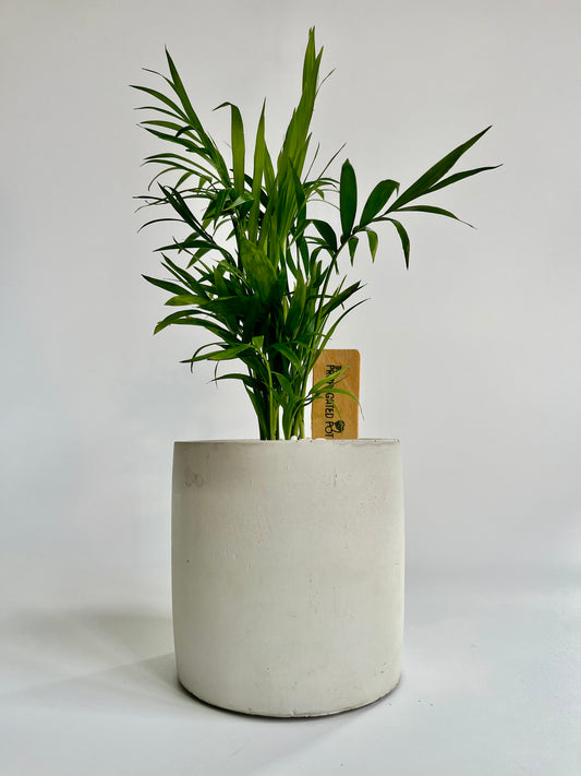 Parlor Palm (Chamaedorea elegans) in concrete planter with white stones