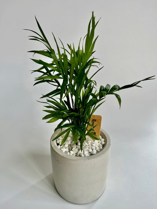 Parlor Palm (Chamaedorea elegans) in concrete planter with white stones