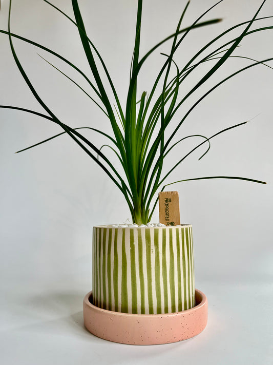 Ponytail Palm (Beaucarnea recurvata) in a ceramic green/white striped planter and coral saucer with white stones