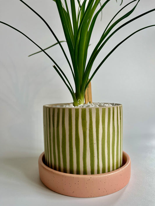 Ponytail Palm (Beaucarnea recurvata) in a ceramic green/white striped planter and coral saucer with white stones