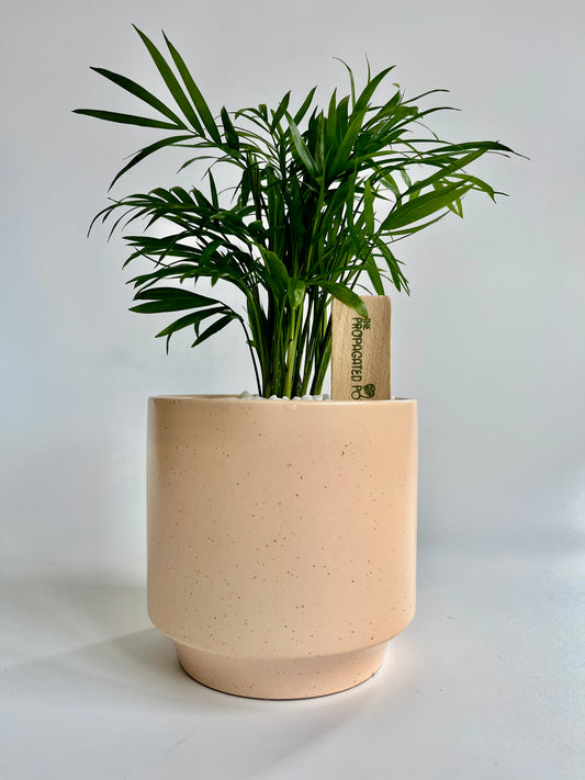 Parlor Palm (Chamaedorea elegans) Ceramic salmon speckled planter with white stones