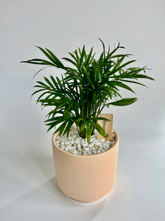 Parlor Palm (Chamaedorea elegans) Ceramic salmon speckled planter with white stones