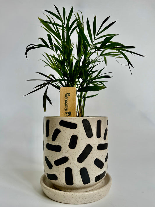 Parlor Palm (Chamaedorea elegans) in ceramic nisha pot with saucer and black stones