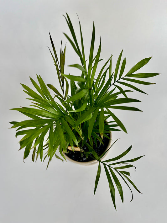 Parlor Palm (Chamaedorea elegans) in ceramic nisha pot with saucer and black stones