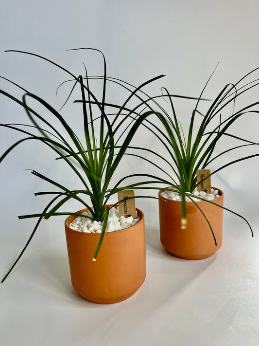 Ponytail Palm (Beaucarnea recurvata) in a ceramic kendall terracotta pot with white stones