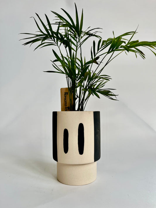 Parlor Palm (Chamaedorea elegans) in ceramic black and white trabar pot with black stones