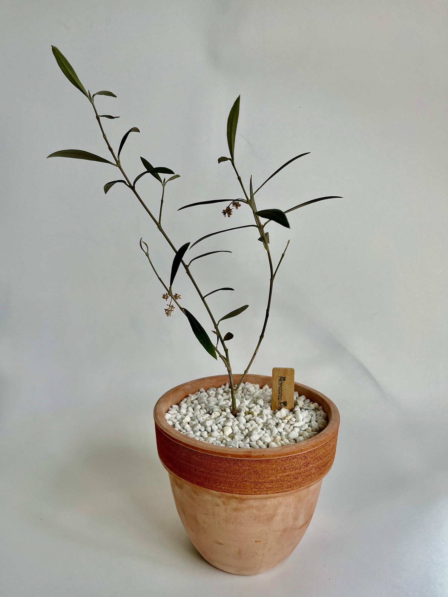 Olive Trees