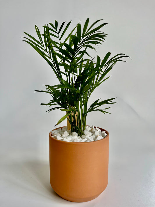 Parlor Palm (Chamaedorea elegans) in ceramic kendall terracotta pot with white stones