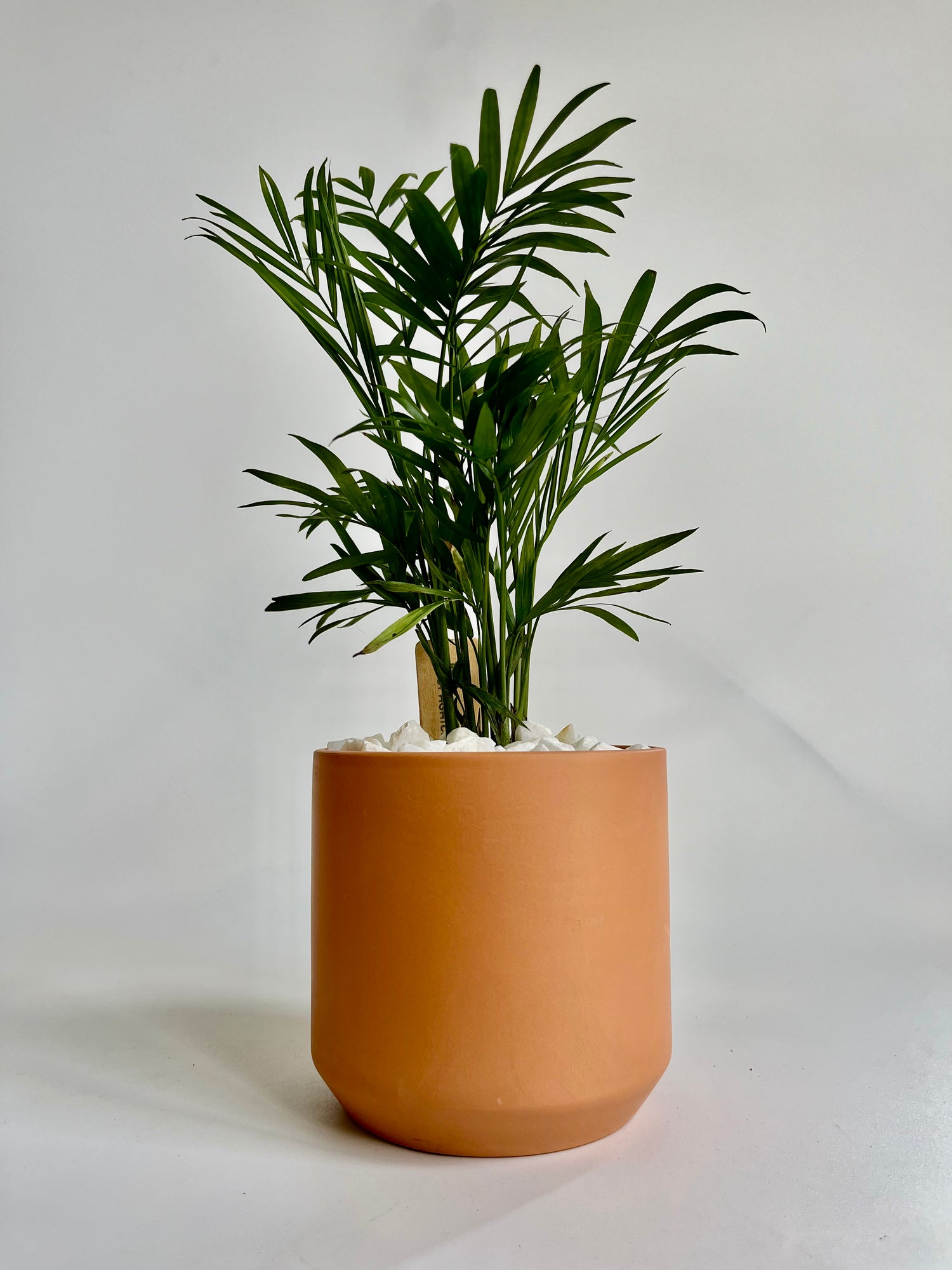 Araceae