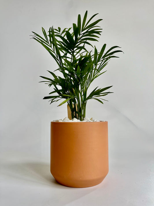 Parlor Palm (Chamaedorea elegans) in ceramic kendall terracotta pot with white stones
