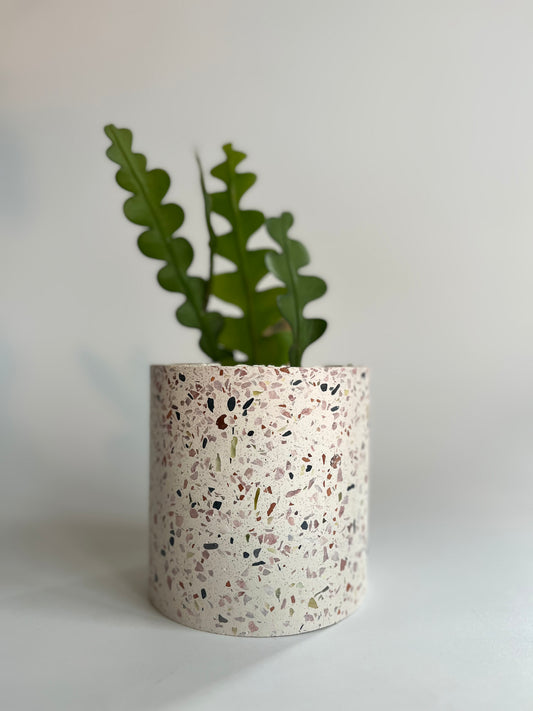 Fishbone Cactus (Disocactus anguliger) in ceramic terrazzo pot with white stones