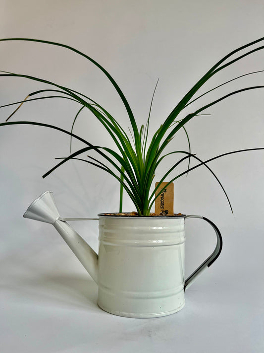 Ponytail Palm (Beaucarnea recurvata) in a vintage white enamel watering can with multicolored stones