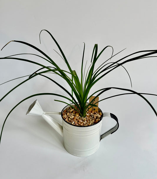 Ponytail Palm (Beaucarnea recurvata) in a vintage white enamel watering can with multicolored stones
