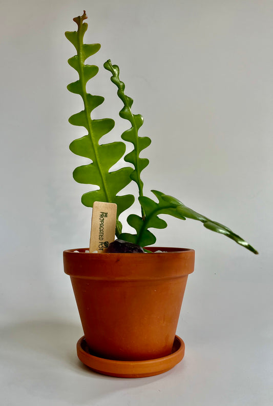 Fishbone Cactus (Disocactus anguliger) in Terracotta pot with saucer, white stones, and raw cut amethyst