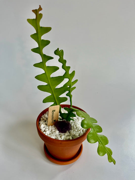 Fishbone Cactus (Disocactus anguliger) in Terracotta pot with saucer, white stones, and raw cut amethyst