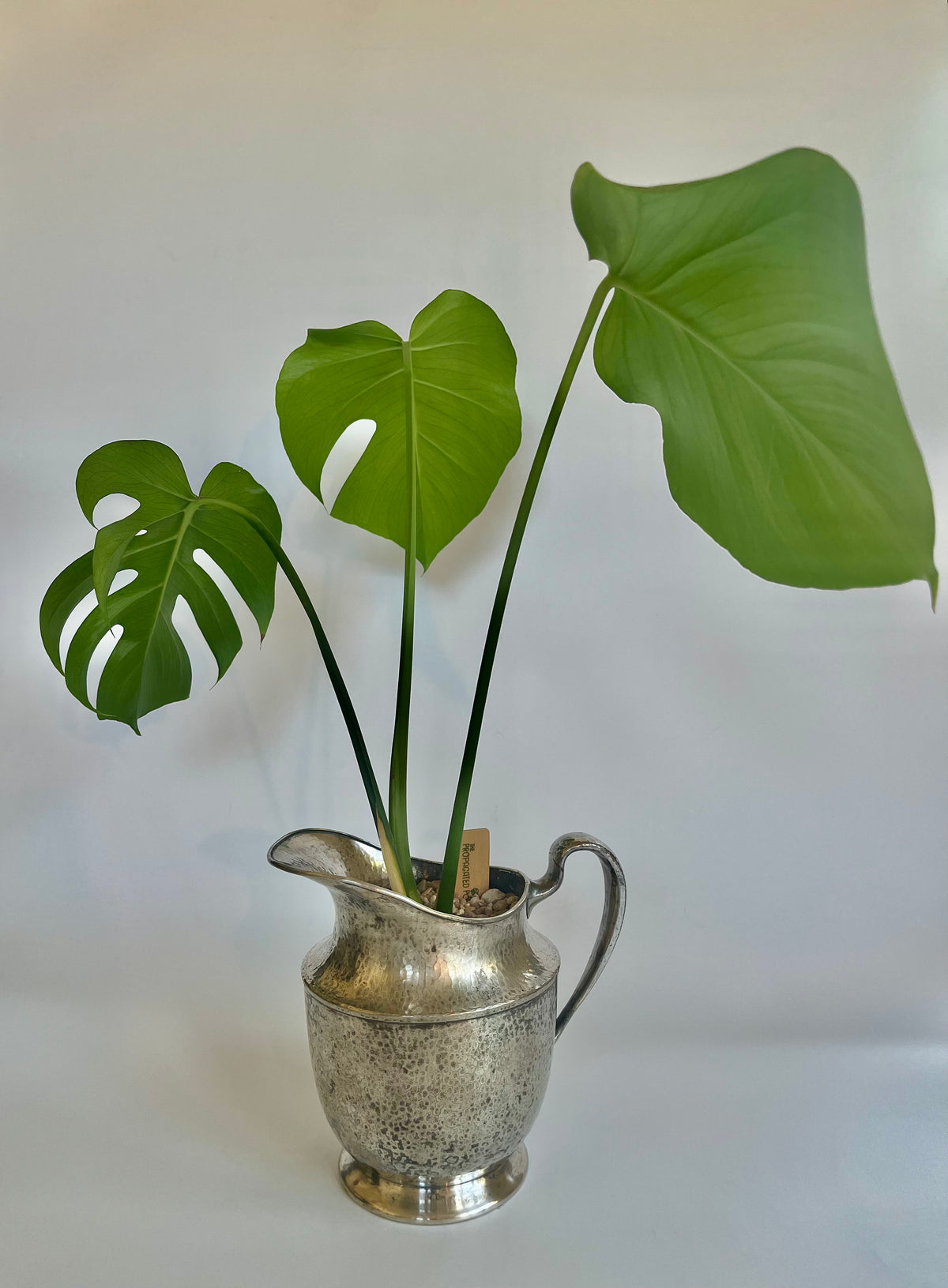 monstera vintage Monstera Deliciosa in vintage silver carafe with multicolored stones – The Propagated Pot