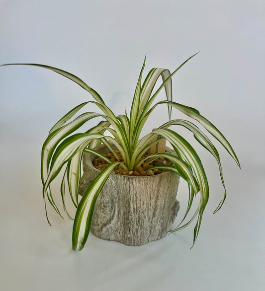 Spider plant (Chlorophytum comosum) in a ceramic "tree trunk" with multicolored stones