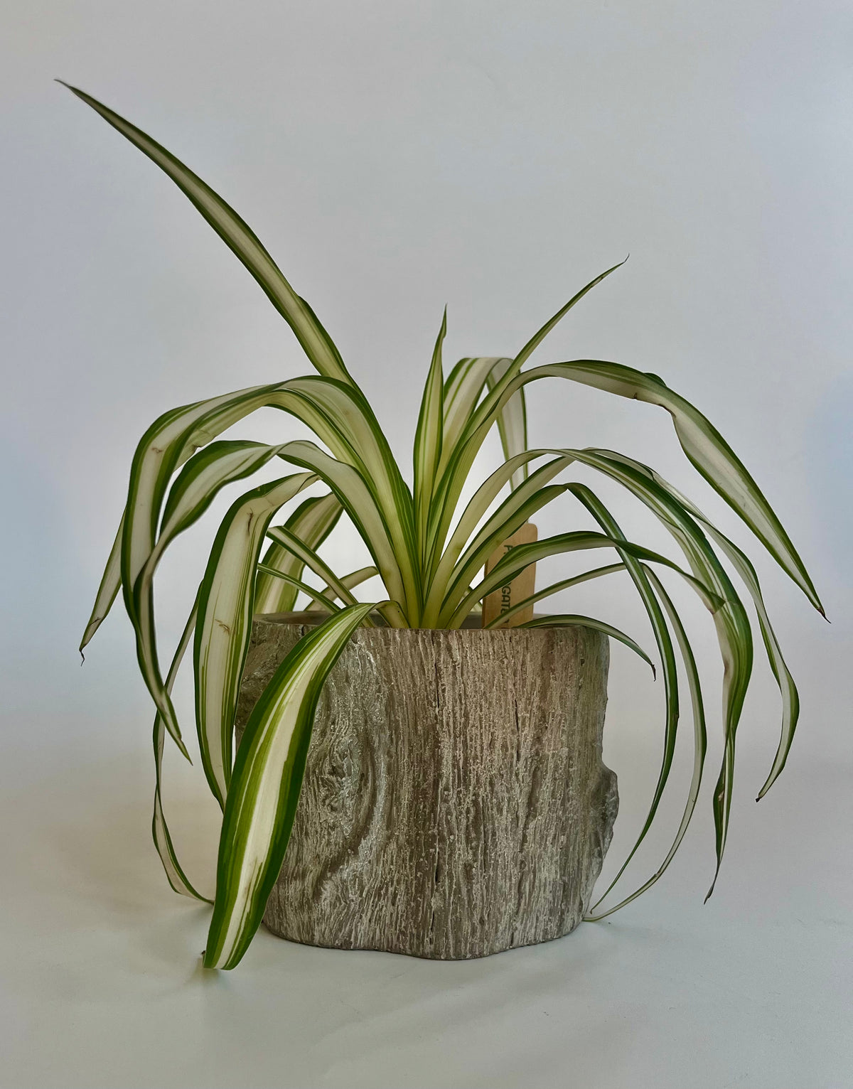 spider plant with trunk Spider plant (Chlorophytum comosum) in a ceramic "tree trunk" with multicolored stones