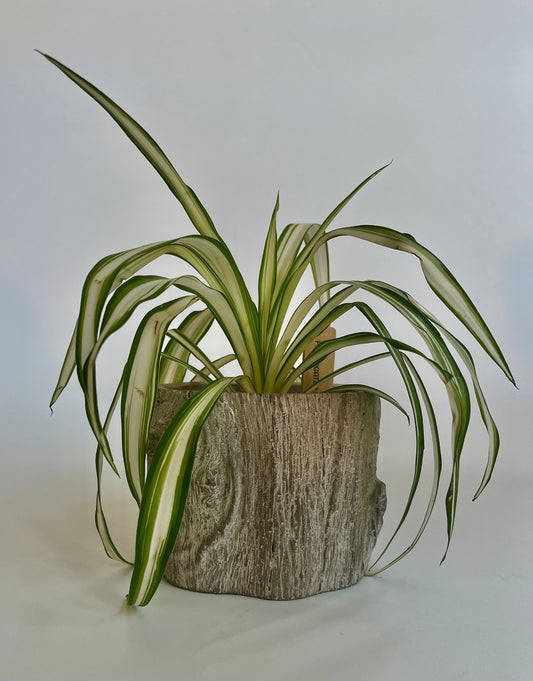 Spider plant (Chlorophytum comosum) in a ceramic "tree trunk" with multicolored stones